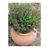 Gardenbox Kufeya Cennet Çiçeği Mor - Cuphea Hyssopifolia 20-30cm (iç Mekan Bitkileri)