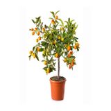 Gardenbox Kumkuat Fidanı Tüplü, Aşılı Meyve Fidanı