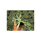 Gardenbox Kurdela Çiçeği, 15-25 cm, 20 Adet, Ofis/Ev Dış Mekan Bitkisi