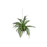 Gardenbox Kurdela Çiçeği Chlorophytum Askılı Saksı'da