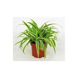 Gardenbox Kurdela Çiçeği Ev Ofis İç Mekan Bitkisi, 10-20 cm