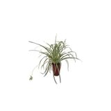 Gardenbox Kurdele Çiçeği, 20-30 cm, 1 Adet Saksılı Dış/İç Mekan Bitkisi