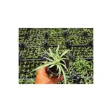 Gardenbox Kurdele Çiçeği, 20 Adet, Çok Renkli, Ofis Salon Bitkisi
