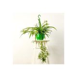 Gardenbox Kurdele Çiçeği Askılı Saksıda Chlorophytum Comosum Air Fresh Bitkisi