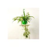 Gardenbox Kurdele Çiçeği Askılı Saksıda Chlorophytum Comosum Air Fresh Bitkisi