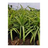 Gardenbox Kurdele Çiçeği (Chlorophytum), İç Mekan Bitkisi