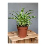 Gardenbox Kurdele Çiçeği Hava Temizleyici Bitki, 1 Adet, Saksılı, 20-30cm