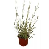 Gardenbox Lavanta Çiçeği Fidanı Saksıda 25-40 cm, Kokulu, Çiçek Açan Cins