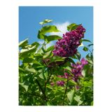 Gardenbox Leylak Fidanı, 60-80 cm, Saksılı, Mor