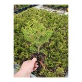 Gardenbox Leylandi Cupressus, 10 Adet, 15-25 cm, Tüplü, Yeşil