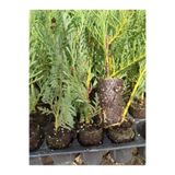 Gardenbox Leylandi Fidanı, 10-25 cm, 40 Adet, Cupressus Leylandii, Viyolde