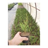 Gardenbox Leylandi Fidanı, 20-40 cm, 40 Adet, Dış Mekan Bitkisi, Cupressus