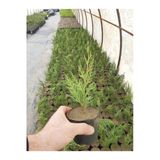 Gardenbox Leylandi Fidanı, 20-40 cm, 40 Adet, Dış Mekan Bitkisi, Cupressus