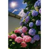Gardenbox Lila Ortanca, 30-50cm, Tüplü Canlı Bitki, 12 Ay Dikim