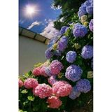 Gardenbox Lila Ortanca, 30-50cm, Tüplü Canlı Bitki, 12 Ay Dikim