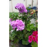 Gardenbox Lila Sardunya Çiçeği, 10-20 cm, Potted Lilac Geranium Flower