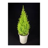 Gardenbox Limon Çamı 30-50 cm Tüplü Dış Mekan Ağacı, Cupresus Macrocarpa
