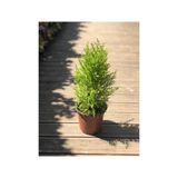 Gardenbox Limon Çamı (Limon Servi) 40-60 cm, Canlı İç Mekan Bitkisi