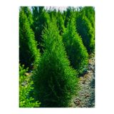 Gardenbox Limon Çamı Limoni Servi, 70-80 cm, Saksılı Dış Mekan Bitkisi, Cupressus Macrocarpa
