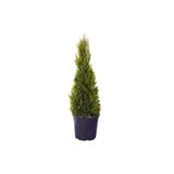 Gardenbox Limon Çamı/Servi Saksılı 30-60 cm Dış Mekan Bitkisi, Cupressus Macrocarpa