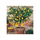 Gardenbox Limon Fidanı, 3 Yaş, Saksılı, Yediveren Ağacı