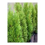 Gardenbox Limon Kokulu Bahçe Çamı, 1 Adet, Saksılı/Tüplü, 30-50cm, Cupressus Macrocarpa