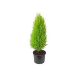 Gardenbox Limon Kokulu Limoni Servi, 30-60 cm, Tüplü Dış Mekan Bitkileri, Yeşil