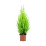 Gardenbox Limon Kokulu Limoni Servi Cupressus, 30-40 cm, Ev Ofis Salon Çamı