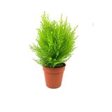 Gardenbox Limon Kokulu Limoni Servi Saksılı İç Mekan Bitkisi, 30-40 cm, Cupressus