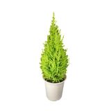 Gardenbox Limon Kokulu Salon Limon Çamı, Tül Kuşkonmaz Hediyeli, Canlı İç Mekan Bitkisi
