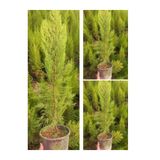 Gardenbox Limon Kokulu Servi, 3 Adet Saksılı, 30-65 cm, Cupressus Macrocarpa
