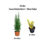 Gardenbox Limon Kokulu Servi Ağacı Fidanı + Altuni Taflan 2'li Set, Saksılı Dış Mekan Bitkisi