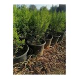 Gardenbox Limon Selvi Çam, Cupressus Macrocarpa Goldcrest, 10 Adet, Saksılı, 40-50 cm