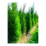 Gardenbox Limon Selvi (Cupressus Macrocarpa Goldcrest), 30-40 cm, 10 Adet Tüplü Dış Mekan Bitkisi