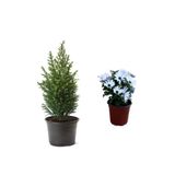 Gardenbox Limoni Çam Ağacı Fidanı + Beyaz Bodrum Papatyası 2'li Bahçe Peyzaj Seti