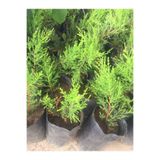 Gardenbox Limoni Selvi Fidanı, 8 Adet, 10-20cm Tüplü, Lemon Cypress Sapling