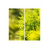 Gardenbox Limoni Servi 60-120 cm Tüplü Dış Mekan Ağacı, Cupressus Macrocarpa Goldcrest, Yeşil