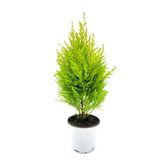 Gardenbox Limoni Servi Altın Gerçek Çam, Saksılı, 30-50 cm, Lemon Cypress