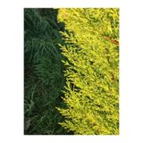 Gardenbox Limoni Servi Çam Fidanı, Salon Çamı, 35-40 cm, Limon Kokulu