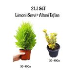 Gardenbox Limoni Servi Fidanı 30-40cm + Altuni Taflan 30-40cm 2'li Set Saksılı Bahçe Bitkisi