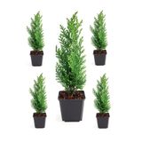 Gardenbox Limoni Servi Fidanı, 5 Adet Saksılı, 30-55 cm, Dış Mekan Bitkisi, Cupressus Macrocarpa