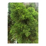 Gardenbox Limoni Servi Fidanı Saksılı, 30-50 cm, Yeşil
