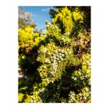 Gardenbox Limoni Servi Fidanı, Saksılı, 60-80 cm, Lemon Cypress Sapling