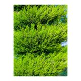 Gardenbox Limoni Servi Limon Selvi Fidanı, 10-15 cm, 8 Adet Tüplü, Dış Mekan Cupressus Macrocarpa