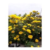 Gardenbox Londra Sarı Gül Fidanı, Saksılı, 10-15cm, Yellow Rose