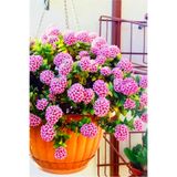 Gardenbox Loya hoya çiçeği springtime uzayan sarkan cins minik 5.5cm