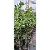 Gardenbox Mandalina Satsuma 3 Yaş Aşılı Mandalina Fidanı