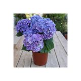 Gardenbox Mavi Tivoli Ortanca Çiçeği Fidanı, 25-50 cm, Saksılı, Blue Hydrangea