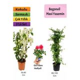 Gardenbox Mavi Yasemin, Beyaz Begonvil, Pembe Gül Fidanı Çiçeği Hediyeli, Çok Renkli, 3'lü Set