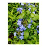 Gardenbox Mavi Yasemin Çiçeği Fidanı, 4 Adet Saksılı, 50-70 cm, Bahçe Bitkisi (Blue Jamine - Plumbago)